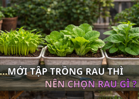 MỚI TẬP TRỒNG RAU THÌ NÊN CHỌN RAU GÌ?