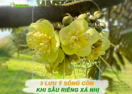 SẦU RIÊNG XẢ NHỊ: 3 LƯU Ý "VÀNG" ĐỂ NẮM CHẮC THÀNH CÔNG