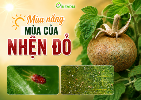 MÙA NẮNG MÙA CỦA NHỆN ĐỎ