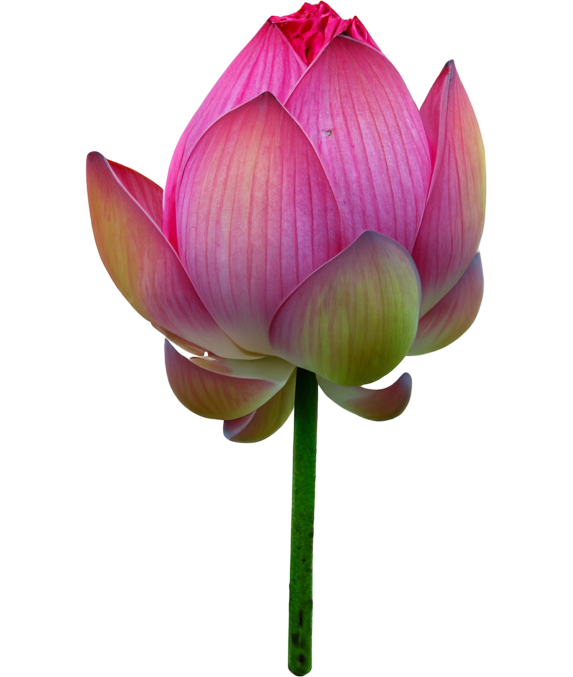 THÀNH TÍCH NỔI BẬT